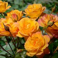 Роза чайно-гибридная Sahara (Сахара)
