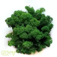 Очищений стабилизированный мох Green Ecco Moss cкандинавский мох ягель Forest Green 1 кг